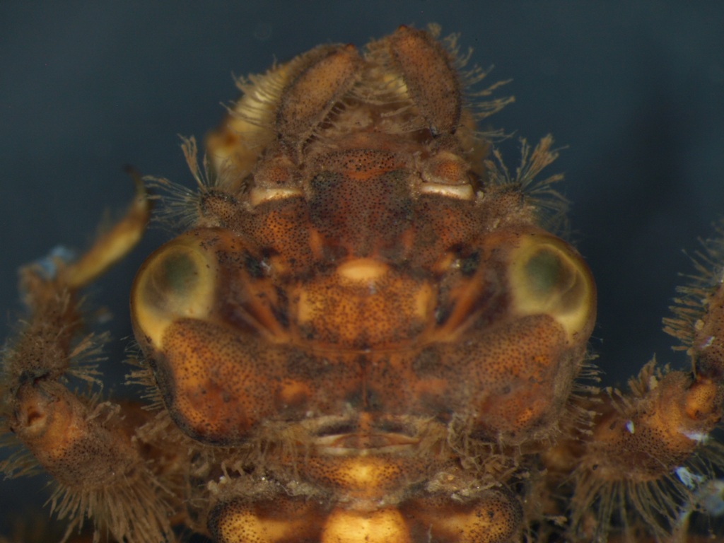 Onychogomphus forcipatus